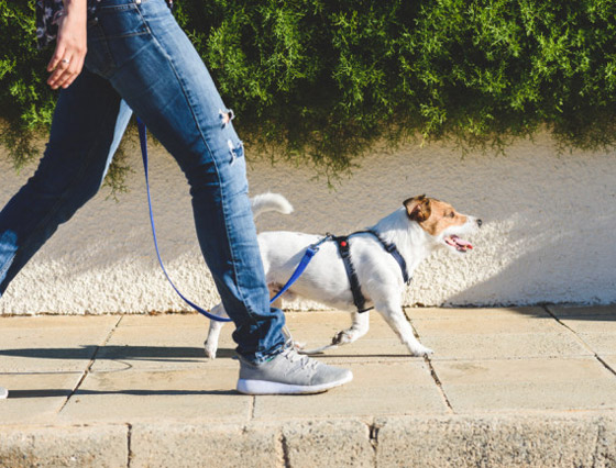 فوائد واعدة للمشي يوميا.. بينها تحسين صحة القلب صورة رقم 5