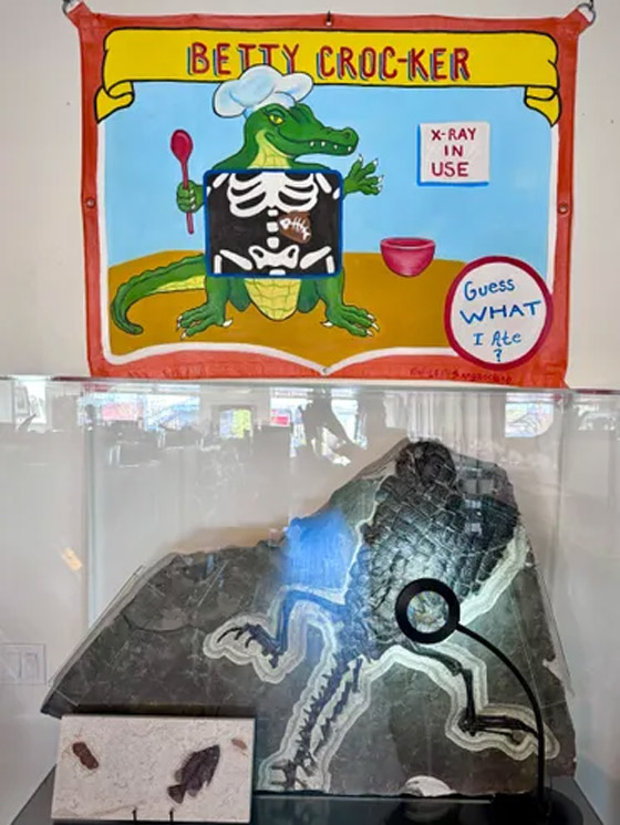 صور: صاحب أكبر مجموعة من البراز المتحجر في العالم يفتتح متحفا صورة رقم 6