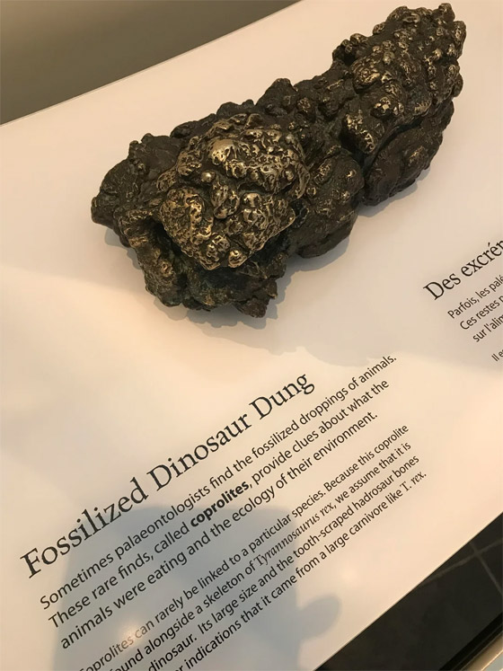 صور: صاحب أكبر مجموعة من البراز المتحجر في العالم يفتتح متحفا صورة رقم 12