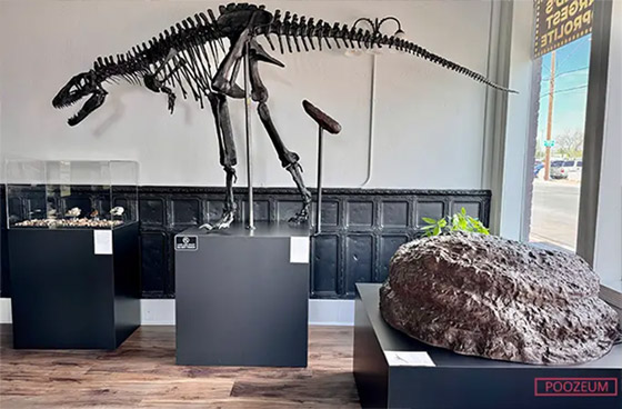 صور: صاحب أكبر مجموعة من البراز المتحجر في العالم يفتتح متحفا صورة رقم 13