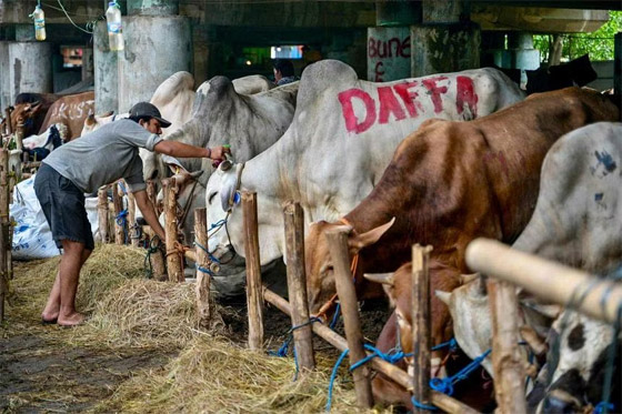 بالصور: صالون لتدليك البقر في إندونيسيا قبل تقديمها أضحية بالعيد صورة رقم 1 بالصور: صالون لتدليك البقر في إندونيسيا قبل تقديمها أضحية بالعيد صورة رقم 1