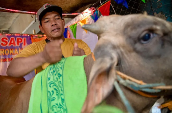 بالصور: صالون لتدليك البقر في إندونيسيا قبل تقديمها أضحية بالعيد صورة رقم 3 بالصور: صالون لتدليك البقر في إندونيسيا قبل تقديمها أضحية بالعيد صورة رقم 3