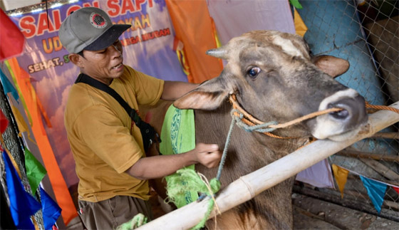 بالصور: صالون لتدليك البقر في إندونيسيا قبل تقديمها أضحية بالعيد صورة رقم 4 بالصور: صالون لتدليك البقر في إندونيسيا قبل تقديمها أضحية بالعيد صورة رقم 4