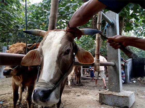 بالصور: صالون لتدليك البقر في إندونيسيا قبل تقديمها أضحية بالعيد صورة رقم 5 بالصور: صالون لتدليك البقر في إندونيسيا قبل تقديمها أضحية بالعيد صورة رقم 5