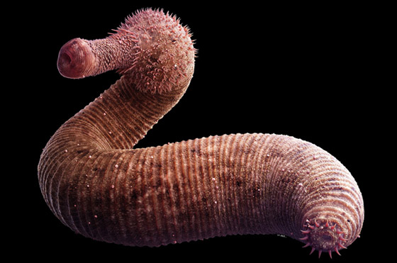 قصة مخلوقات دقيقة دبت الحياة على سطح الأرض صورة رقم 1 قصة مخلوقات دقيقة دبت الحياة على سطح الأرض صورة رقم 1