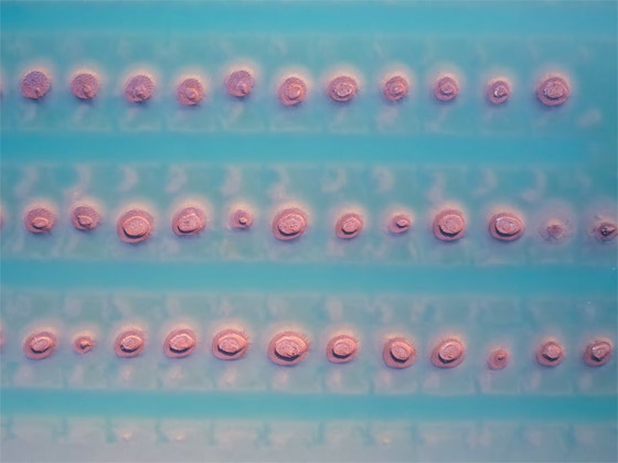 مصور يلتقط أرضا زراعية بعُمان تبدو كوجهة شاطئية تغمرها المياه الزمردية صورة رقم 4 مصور يلتقط أرضا زراعية بعُمان تبدو كوجهة شاطئية تغمرها المياه الزمردية صورة رقم 4