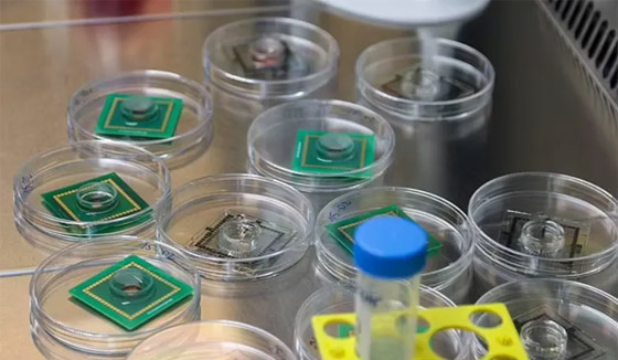 علماء يصنعون كمبيوترا خارقا من خلايا دماغ بشري صورة رقم 4 علماء يصنعون كمبيوترا خارقا من خلايا دماغ بشري صورة رقم 4