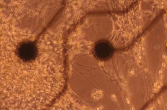 علماء يصنعون كمبيوترا خارقا من خلايا دماغ بشري صورة رقم 5 علماء يصنعون كمبيوترا خارقا من خلايا دماغ بشري صورة رقم 5