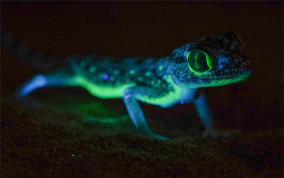 سحالي فريدة من نوعها بصحراء السعودية تتوهج في الظلام.. ما سرها؟ صورة رقم 1