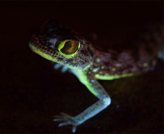 سحالي فريدة من نوعها بصحراء السعودية تتوهج في الظلام.. ما سرها؟ صورة رقم 4