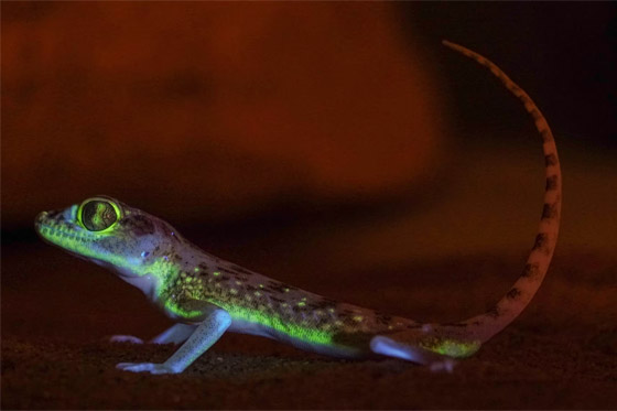 سحالي فريدة من نوعها بصحراء السعودية تتوهج في الظلام.. ما سرها؟ صورة رقم 5