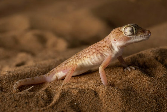 سحالي فريدة من نوعها بصحراء السعودية تتوهج في الظلام.. ما سرها؟ صورة رقم 6