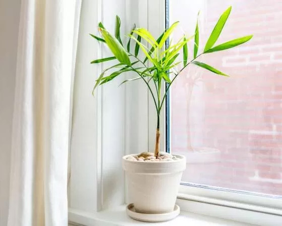 بالصور: 22 من أفضل النباتات المنزلية لإضفاء البهجة على كل غرف المنزل صورة رقم 3 بالصور: 22 من أفضل النباتات المنزلية لإضفاء البهجة على كل غرف المنزل صورة رقم 3