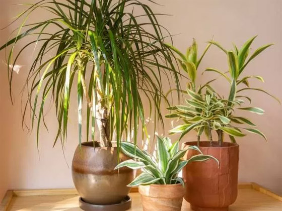 بالصور: 22 من أفضل النباتات المنزلية لإضفاء البهجة على كل غرف المنزل صورة رقم 6 بالصور: 22 من أفضل النباتات المنزلية لإضفاء البهجة على كل غرف المنزل صورة رقم 6
