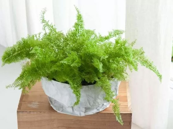 بالصور: 22 من أفضل النباتات المنزلية لإضفاء البهجة على كل غرف المنزل صورة رقم 7 بالصور: 22 من أفضل النباتات المنزلية لإضفاء البهجة على كل غرف المنزل صورة رقم 7