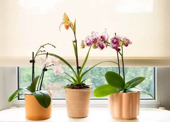 بالصور: 22 من أفضل النباتات المنزلية لإضفاء البهجة على كل غرف المنزل صورة رقم 9 بالصور: 22 من أفضل النباتات المنزلية لإضفاء البهجة على كل غرف المنزل صورة رقم 9