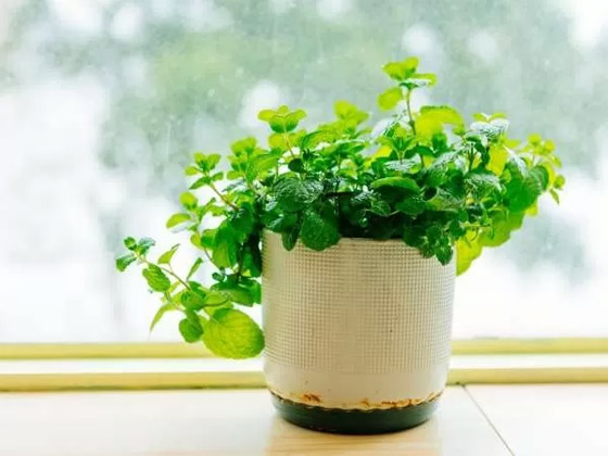 بالصور: 22 من أفضل النباتات المنزلية لإضفاء البهجة على كل غرف المنزل صورة رقم 11 بالصور: 22 من أفضل النباتات المنزلية لإضفاء البهجة على كل غرف المنزل صورة رقم 11