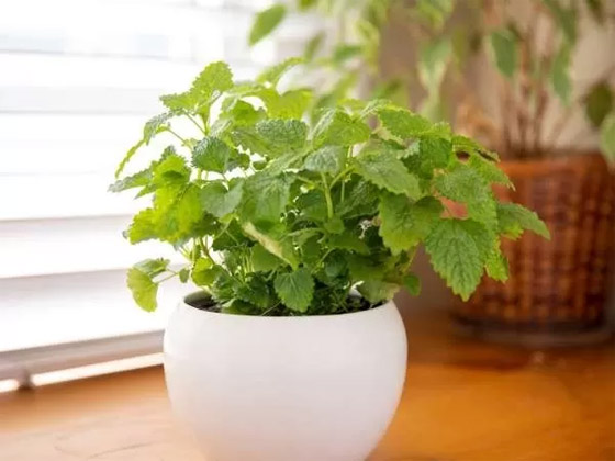 بالصور: 22 من أفضل النباتات المنزلية لإضفاء البهجة على كل غرف المنزل صورة رقم 12 بالصور: 22 من أفضل النباتات المنزلية لإضفاء البهجة على كل غرف المنزل صورة رقم 12