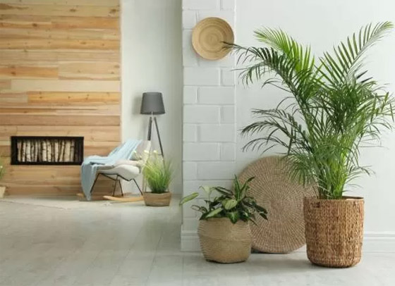 بالصور: 22 من أفضل النباتات المنزلية لإضفاء البهجة على كل غرف المنزل صورة رقم 13 بالصور: 22 من أفضل النباتات المنزلية لإضفاء البهجة على كل غرف المنزل صورة رقم 13