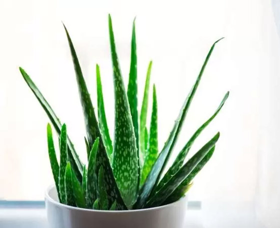 بالصور: 22 من أفضل النباتات المنزلية لإضفاء البهجة على كل غرف المنزل صورة رقم 14 بالصور: 22 من أفضل النباتات المنزلية لإضفاء البهجة على كل غرف المنزل صورة رقم 14