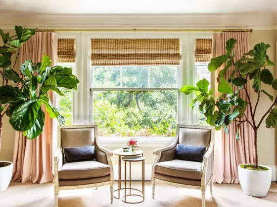 بالصور: 22 من أفضل النباتات المنزلية لإضفاء البهجة على كل غرف المنزل صورة رقم 15 بالصور: 22 من أفضل النباتات المنزلية لإضفاء البهجة على كل غرف المنزل صورة رقم 15