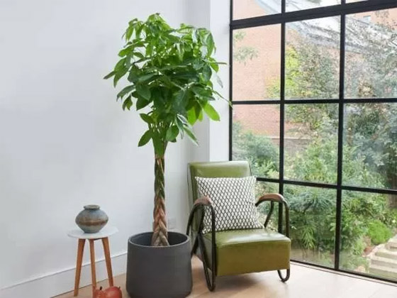 بالصور: 22 من أفضل النباتات المنزلية لإضفاء البهجة على كل غرف المنزل صورة رقم 16 بالصور: 22 من أفضل النباتات المنزلية لإضفاء البهجة على كل غرف المنزل صورة رقم 16