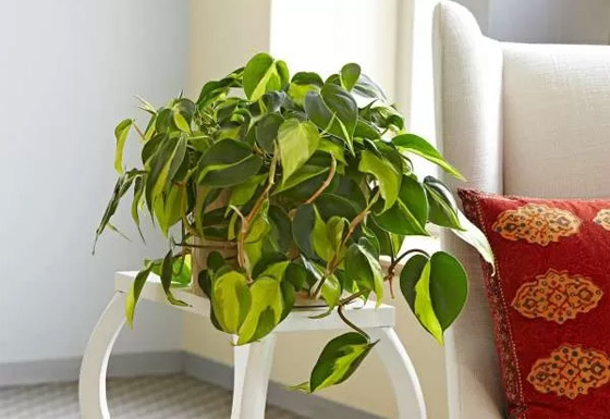 بالصور: 22 من أفضل النباتات المنزلية لإضفاء البهجة على كل غرف المنزل صورة رقم 17 بالصور: 22 من أفضل النباتات المنزلية لإضفاء البهجة على كل غرف المنزل صورة رقم 17