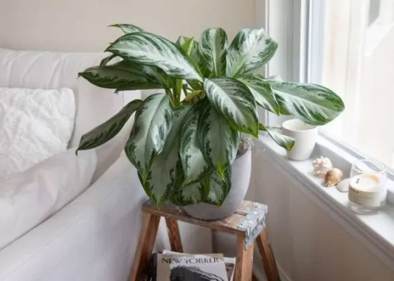 بالصور: 22 من أفضل النباتات المنزلية لإضفاء البهجة على كل غرف المنزل صورة رقم 18 بالصور: 22 من أفضل النباتات المنزلية لإضفاء البهجة على كل غرف المنزل صورة رقم 18