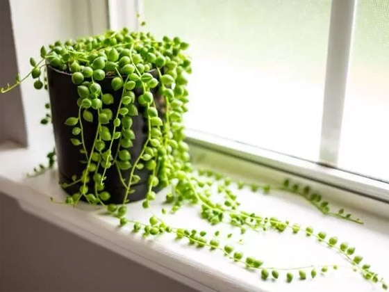 بالصور: 22 من أفضل النباتات المنزلية لإضفاء البهجة على كل غرف المنزل صورة رقم 19 بالصور: 22 من أفضل النباتات المنزلية لإضفاء البهجة على كل غرف المنزل صورة رقم 19