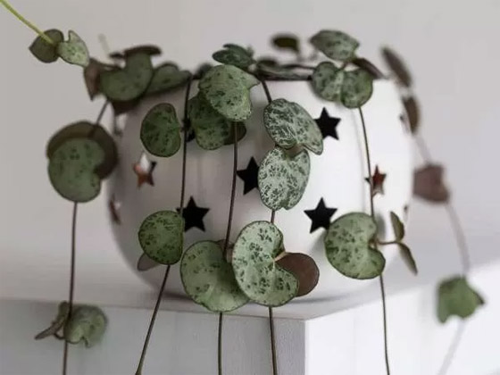 بالصور: 22 من أفضل النباتات المنزلية لإضفاء البهجة على كل غرف المنزل صورة رقم 22 بالصور: 22 من أفضل النباتات المنزلية لإضفاء البهجة على كل غرف المنزل صورة رقم 22