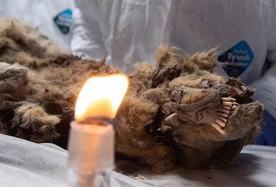 فيديو وصور: علماء روس يشرحون جثة ذئب عمره أكثر من 44 ألف عام صورة رقم 2