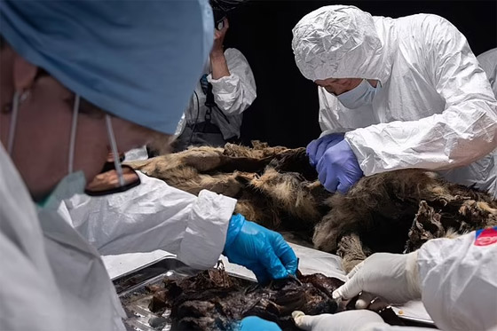 فيديو وصور: علماء روس يشرحون جثة ذئب عمره أكثر من 44 ألف عام صورة رقم 4