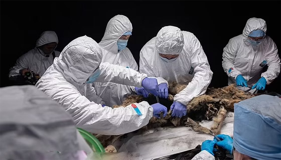 فيديو وصور: علماء روس يشرحون جثة ذئب عمره أكثر من 44 ألف عام صورة رقم 5