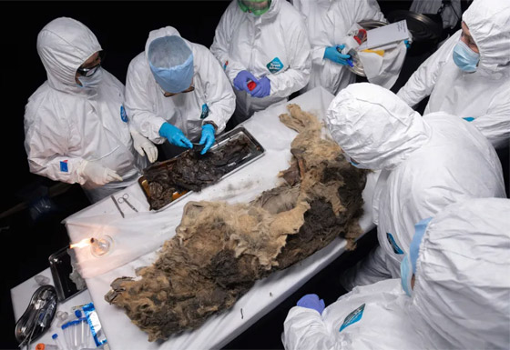 فيديو وصور: علماء روس يشرحون جثة ذئب عمره أكثر من 44 ألف عام صورة رقم 6