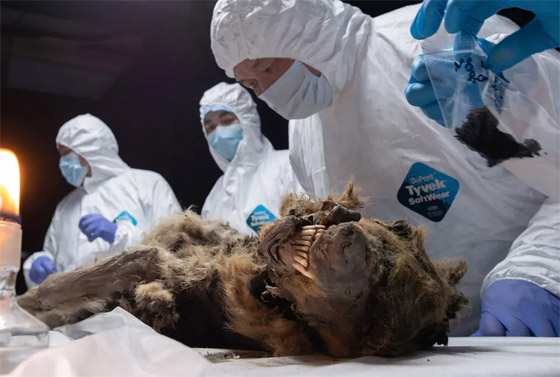 فيديو وصور: علماء روس يشرحون جثة ذئب عمره أكثر من 44 ألف عام صورة رقم 7