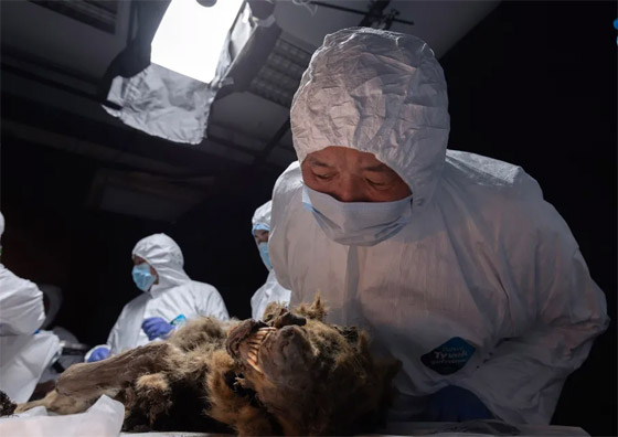 فيديو وصور: علماء روس يشرحون جثة ذئب عمره أكثر من 44 ألف عام صورة رقم 8