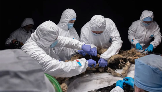 فيديو وصور: علماء روس يشرحون جثة ذئب عمره أكثر من 44 ألف عام صورة رقم 9