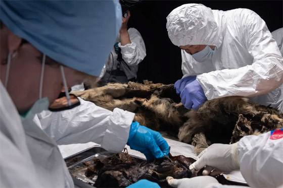 فيديو وصور: علماء روس يشرحون جثة ذئب عمره أكثر من 44 ألف عام صورة رقم 10