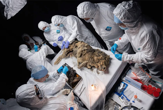 فيديو وصور: علماء روس يشرحون جثة ذئب عمره أكثر من 44 ألف عام صورة رقم 11