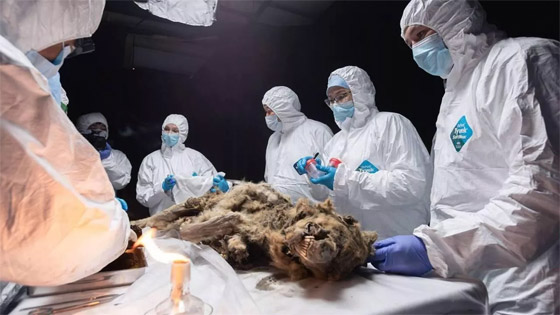 فيديو وصور: علماء روس يشرحون جثة ذئب عمره أكثر من 44 ألف عام صورة رقم 12