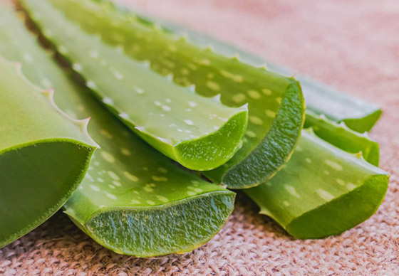 احذروا الألوفيرا.. رغم فوائدها لا تناسب الجميع! صورة رقم 2