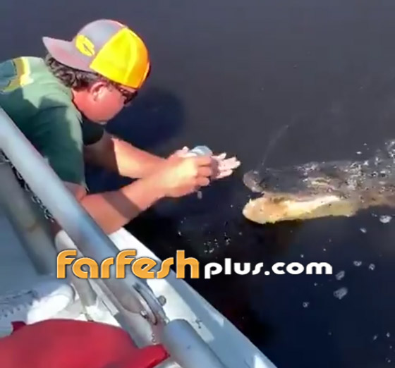 فيديو طريف: رجل يستخدم تمساحا لفتح علبة مشروب صورة رقم 1