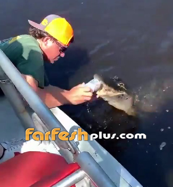 فيديو طريف: رجل يستخدم تمساحا لفتح علبة مشروب صورة رقم 3