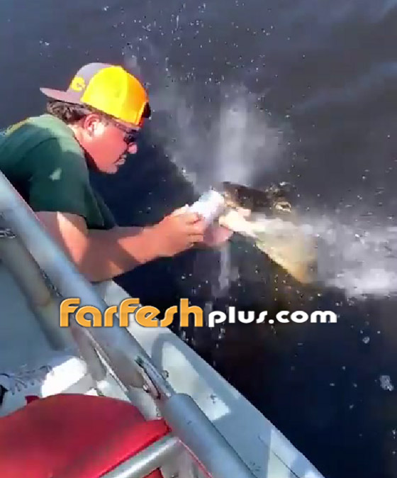 فيديو طريف: رجل يستخدم تمساحا لفتح علبة مشروب صورة رقم 4