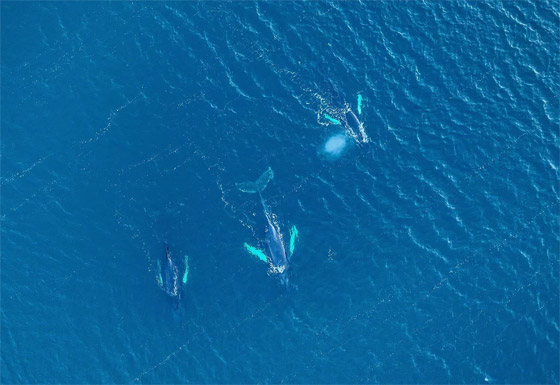 الأضخم والأذكى.. أجمل الصور بمناسبة اليوم العالمي للحيتان والدلافين صورة رقم 7