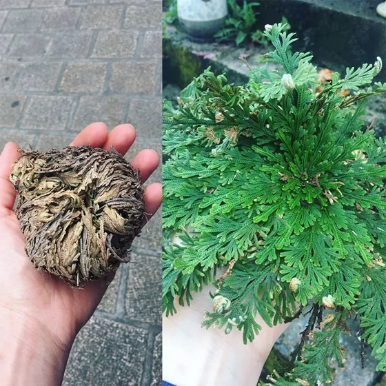 3 مكونات طبيعية تعتني بالشعر خلال الصيف صورة رقم 4 3 مكونات طبيعية تعتني بالشعر خلال الصيف صورة رقم 4