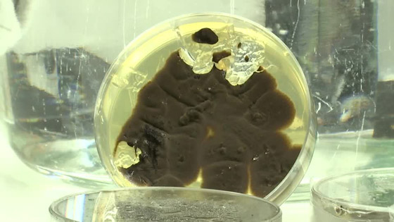 فطريات تأكل البلاستيك.. بارقة أمل لتقليص التلوث في العالم صورة رقم 1