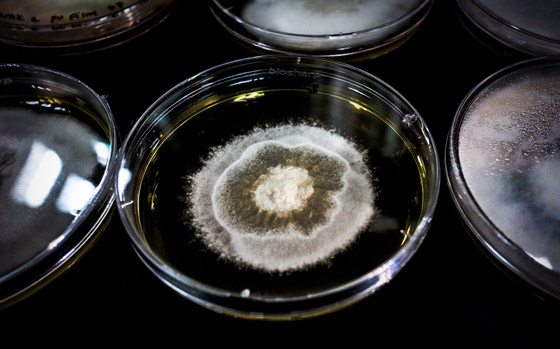 فطريات تأكل البلاستيك.. بارقة أمل لتقليص التلوث في العالم صورة رقم 3