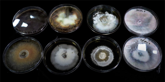 فطريات تأكل البلاستيك.. بارقة أمل لتقليص التلوث في العالم صورة رقم 2