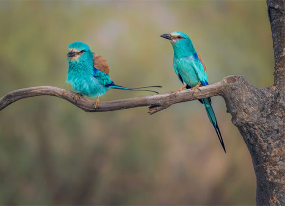 يبدو كمخلوق من عالم خيالي.. سعودي يوثق يبدو كمخلوق من عالم خيالي.. سعودي يوثق